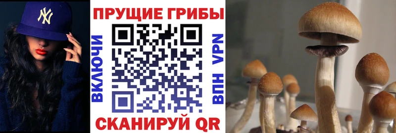купить закладку Армавир Галлюциногенные грибы GOLDEN TEACHER
